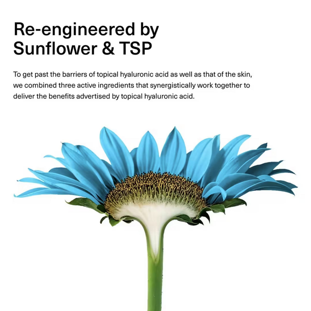 Wildfleur PA5.1 P-Hyaluronic Acid + Sunflower Hydrating Serum