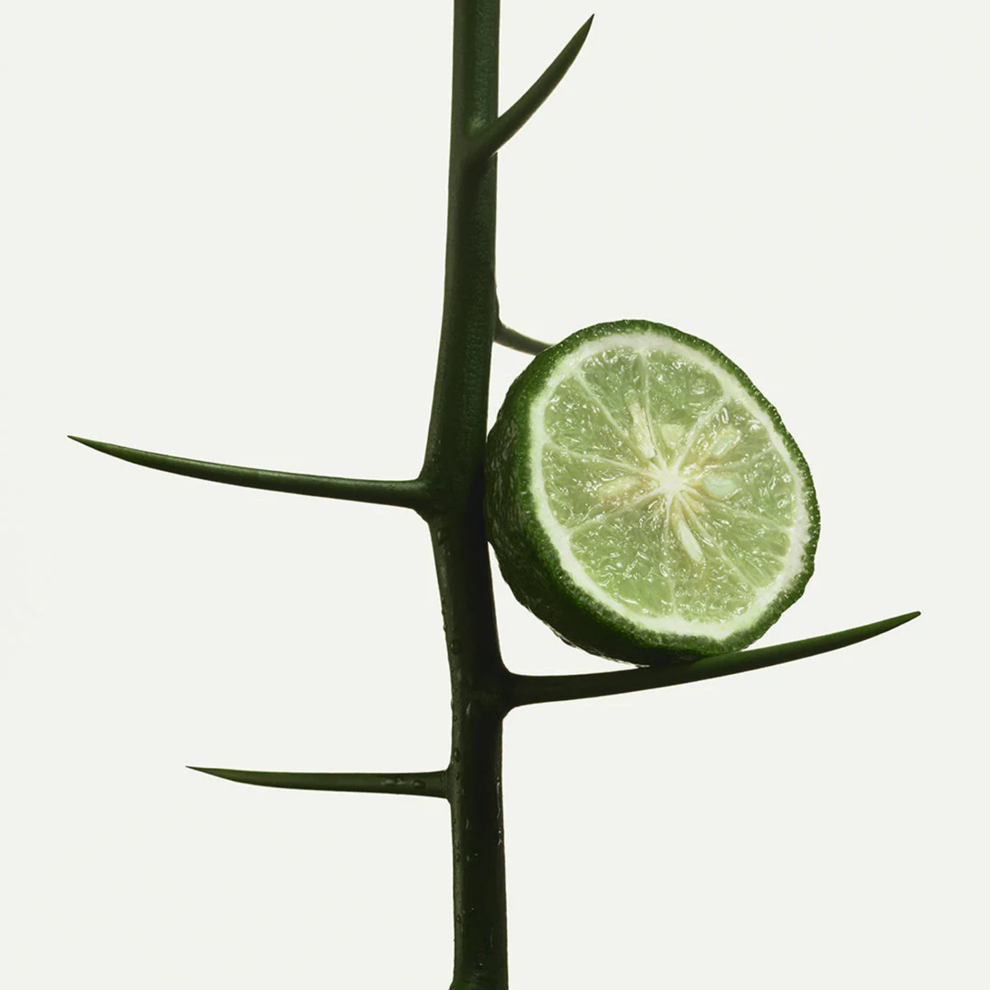 Bergamot Bond Nutrient-Rich Body Cream
